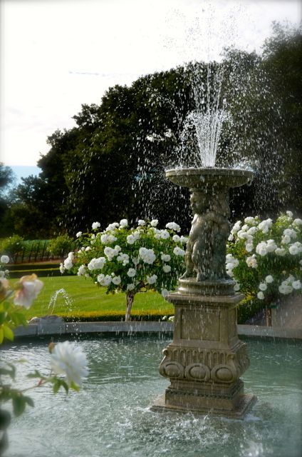 A fountain and white rose bushes at the Ledson Winery and Vineyards in California.