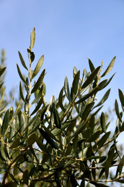 olive tree branch in croatia