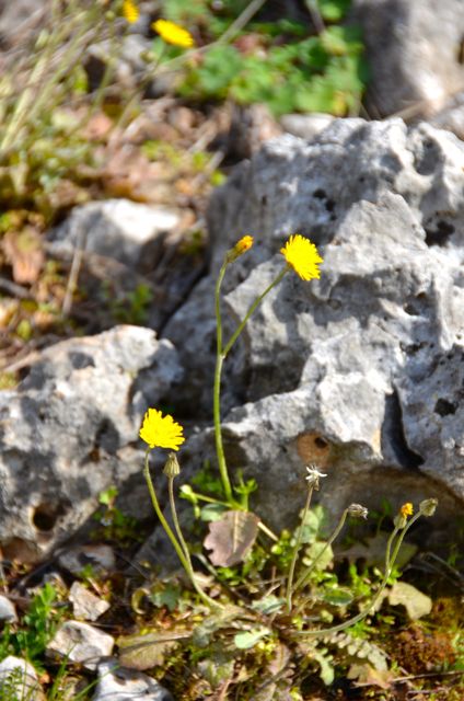 yellow flowers in countryside in croatia