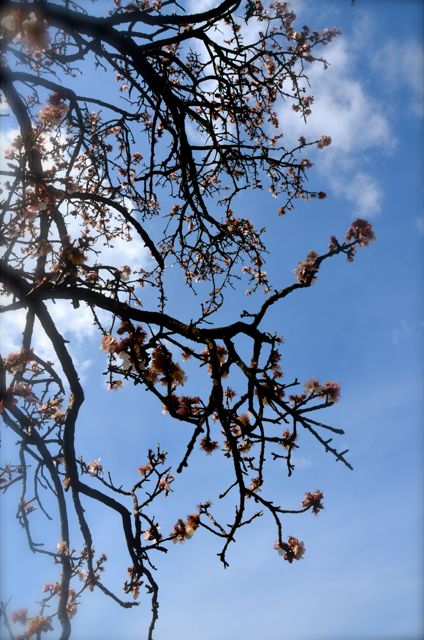 spring blossoms in Croatia