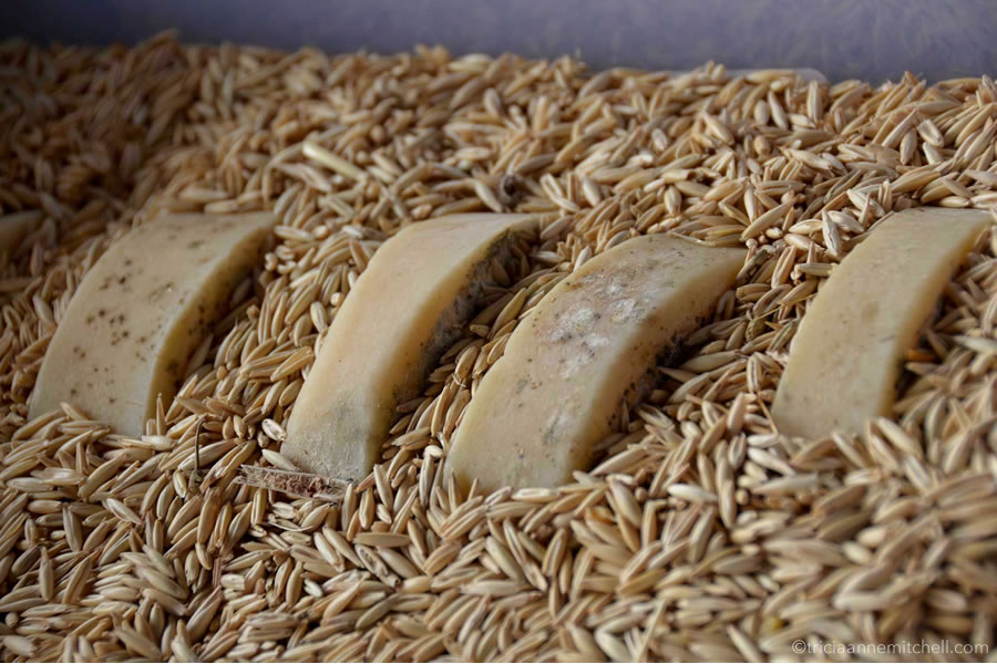 Cheese cures in a bucket of wheat.