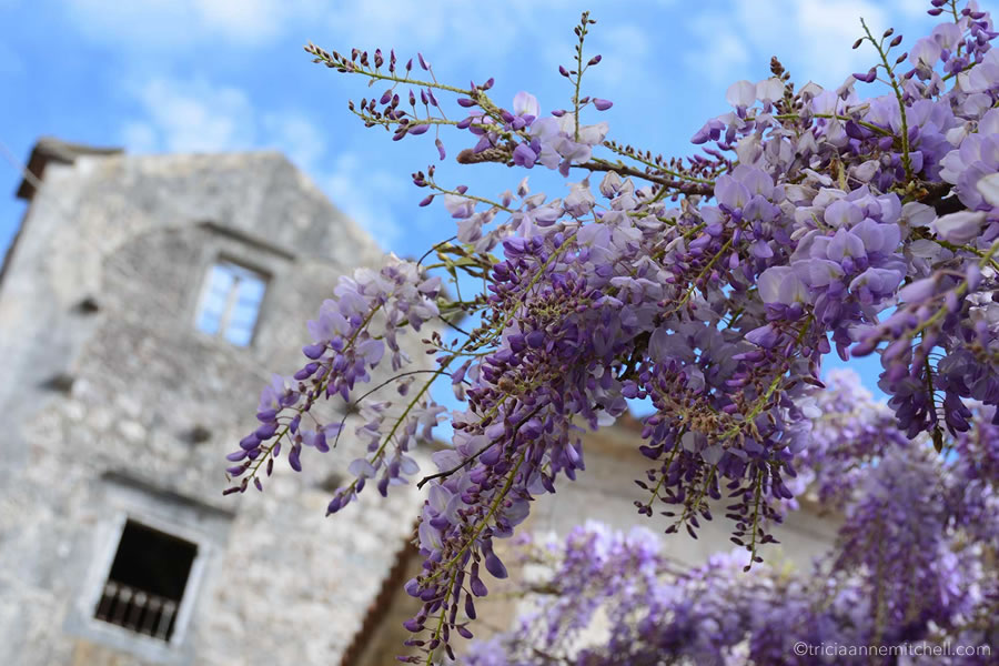 A branch of purple wisteria flowers, in front of a roofless stone home in Perast, Montenegro.
