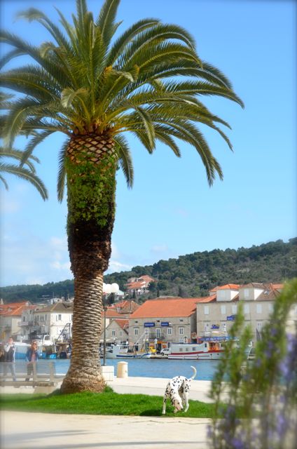 palm tree and dalmatian along trogir's seaside promenade pizzeria mirkec