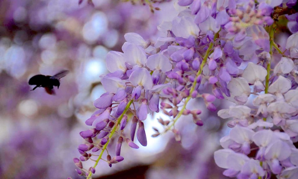 A bee approaches a branch of purple wisteria flowers, in Perast, Montenegro.