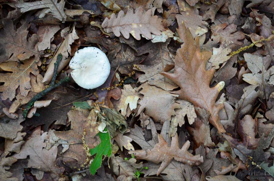 A white mushroom emerges from a dry bed of autumn leaves, not far from a hiking trail in Meteora, Greece.