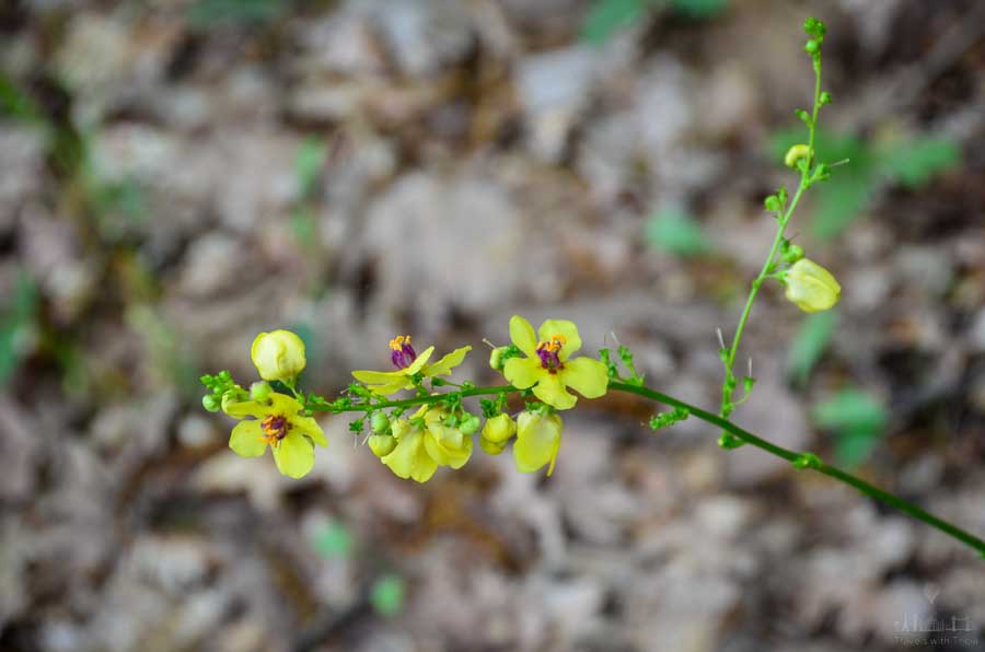 Yellow flowers (likely verbascum nigrum dark mullein) grow on a hillside in Meteora, Greece.
