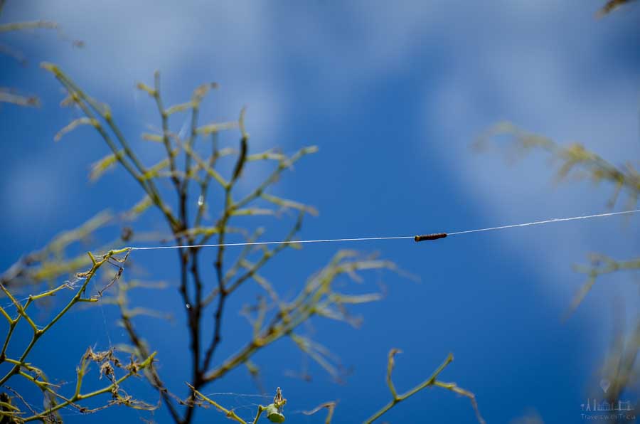 A black caterpillar climbs along a silken cord to a branch near the Meteora Monasteries in Greece.