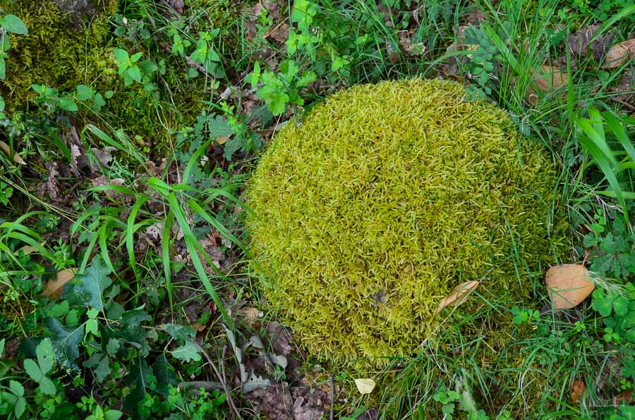 Detail of foliage (moss and weeds) on a hillside near the Meteora Monasteries in Greece. The moss is shaped in a round form, resembling shag carpeting.