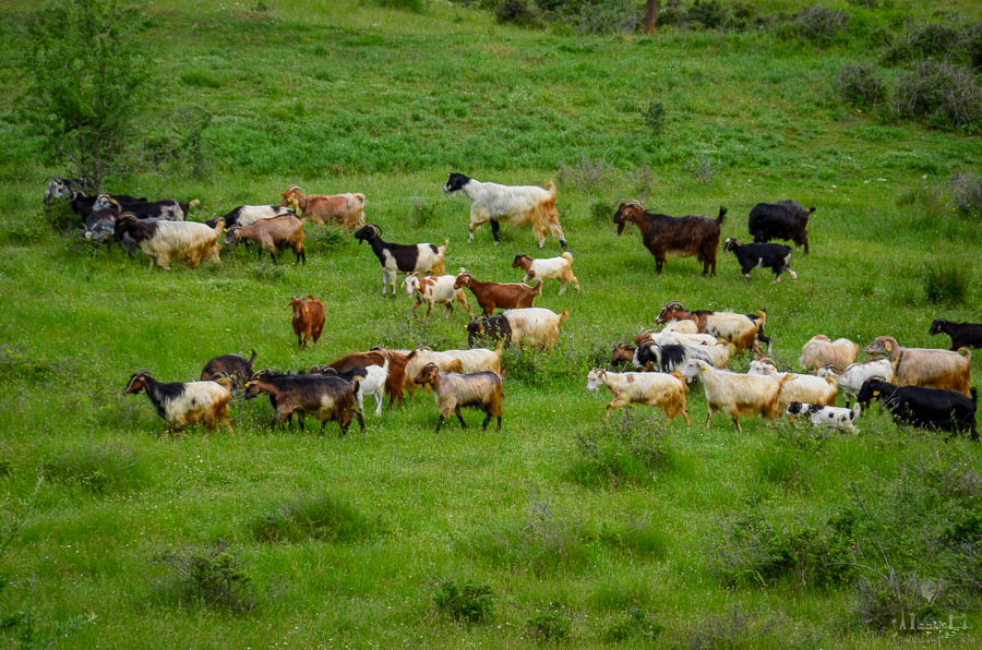A herd of goats grazes in a field near the monasteries of Meteora, Greece, during a hiking tour.