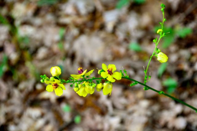 MeteoraMonasteryHikingRouteTourGreece022