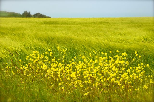 normandyfieldsondday2013