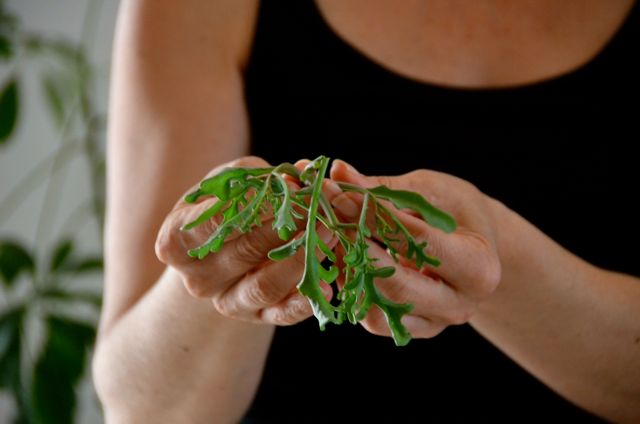 Santorini Restaurant Wine Food Cooking Class Selene Greece32