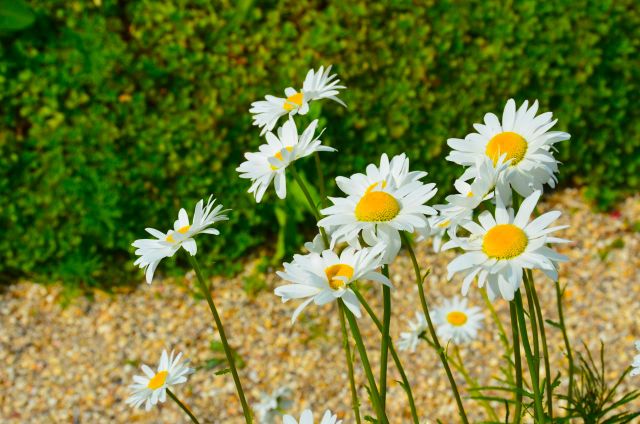 Claude Monet Garden Visit Giverny05