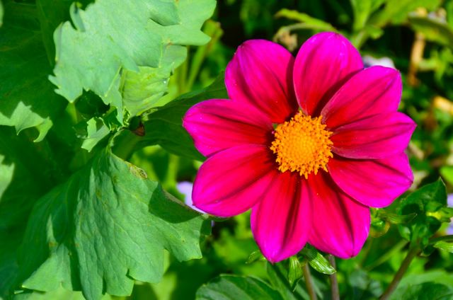 Claude Monet Garden Visit Giverny08