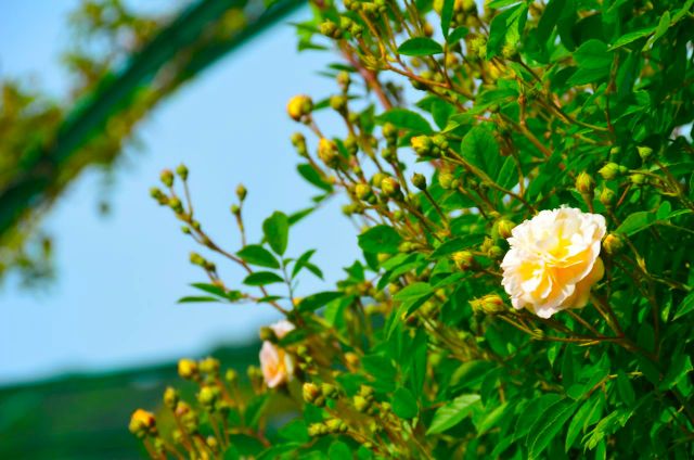 Claude Monet Garden Visit Giverny11