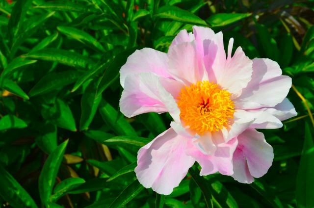 Claude Monet Garden Visit Giverny13