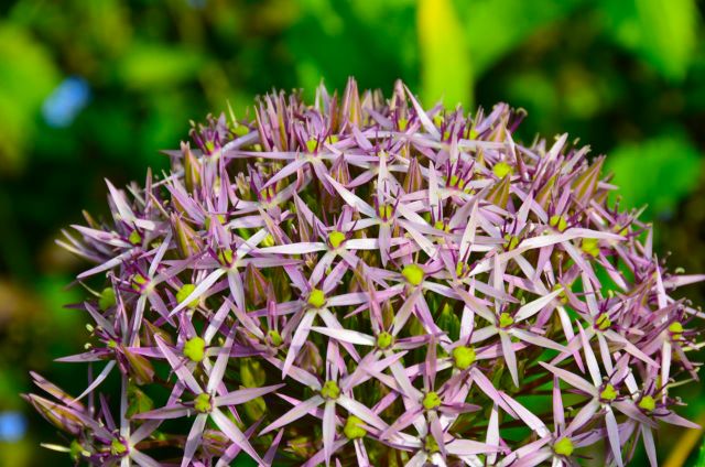 Claude Monet Garden Visit Giverny25