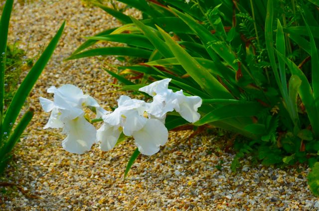 Claude Monet Garden Visit Giverny28