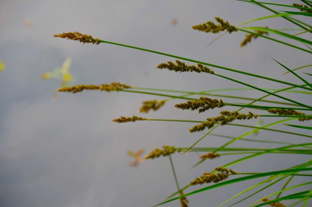 Claude Monet Garden Visit Giverny40
