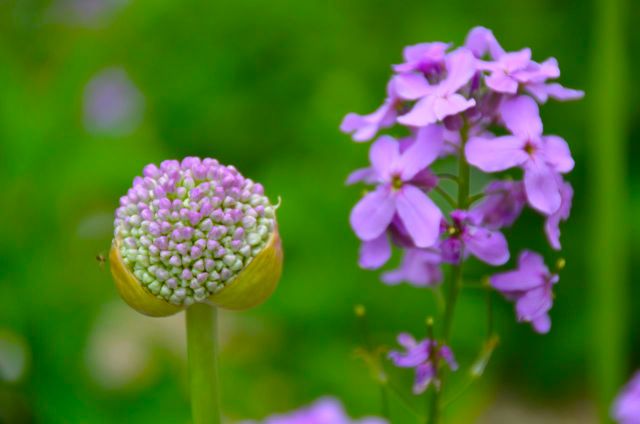 Claude Monet Garden Visit Giverny62