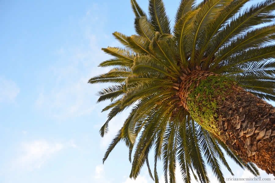 Split Riva Croatia palm tree
