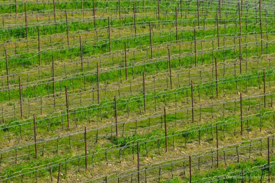 Massimago vineyards near Verona Italy