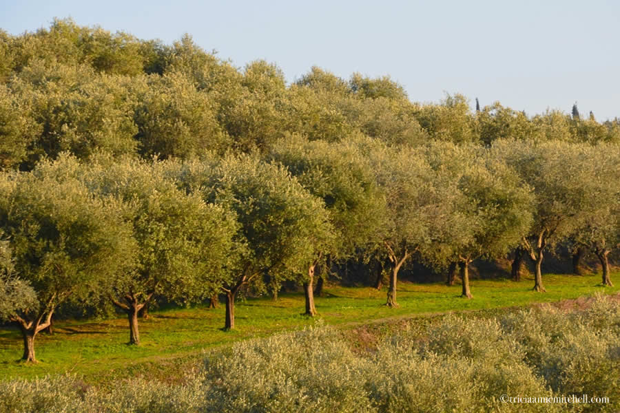 Olive Trees Italy