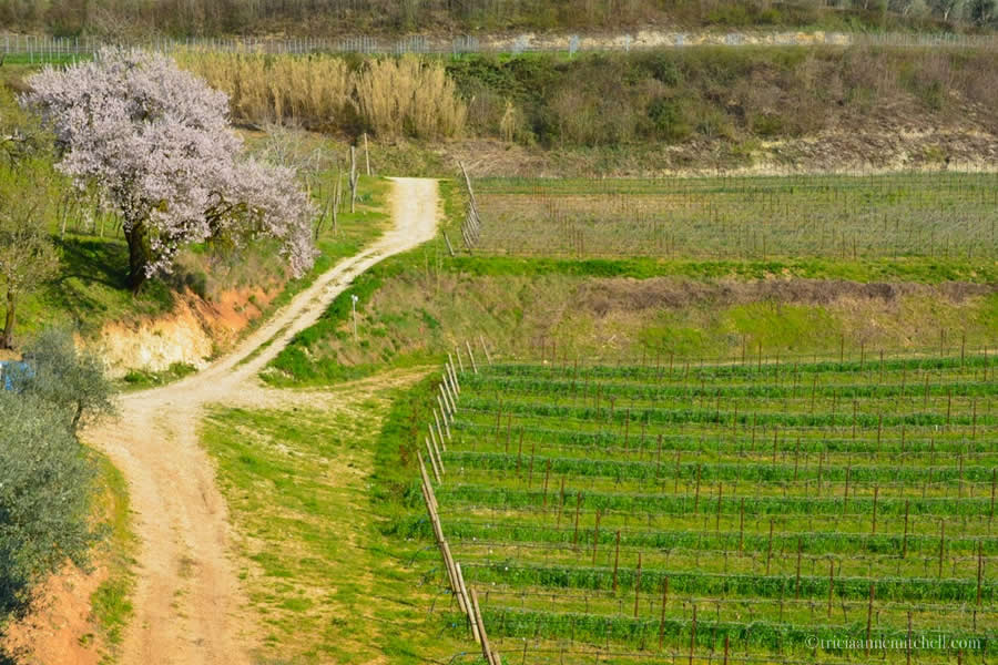 Valpolicella Vineyard Verona Italy