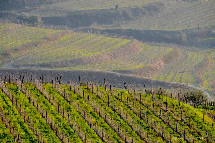 Valpolicella Vineyards Verona Italy