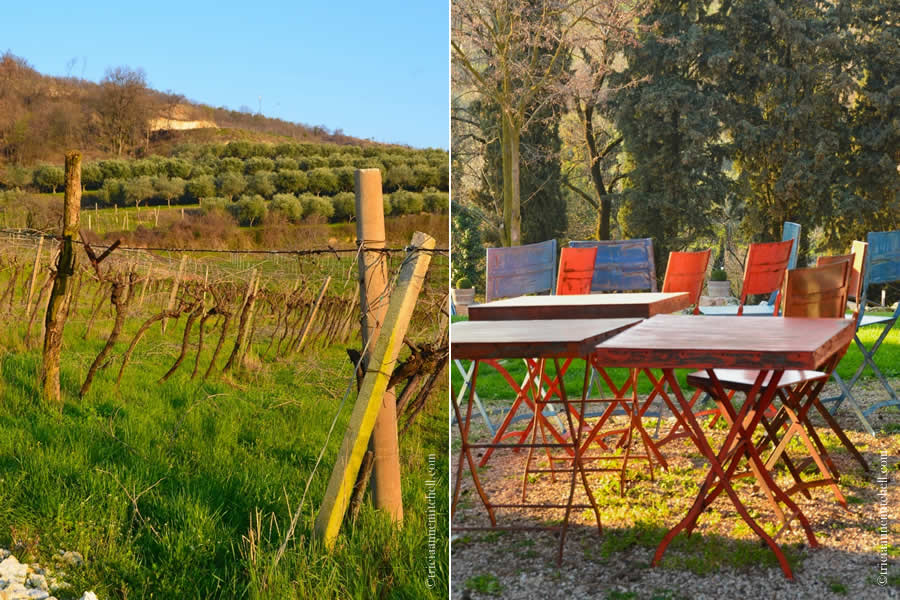 Vineyards Veneto Italy