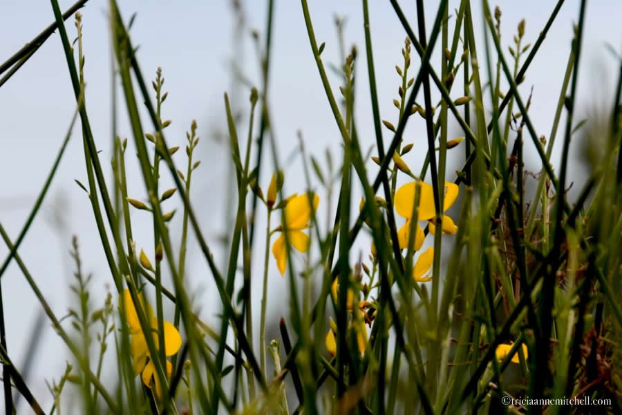 Marjan Split Croatia Aspalathos Flower