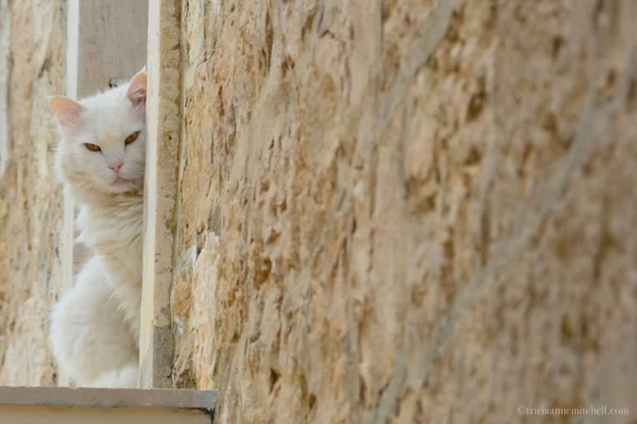 Cat Hvar Town Croatia