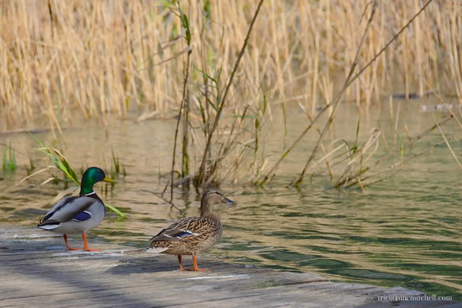 Krka National Park Croatia mallard ducks
