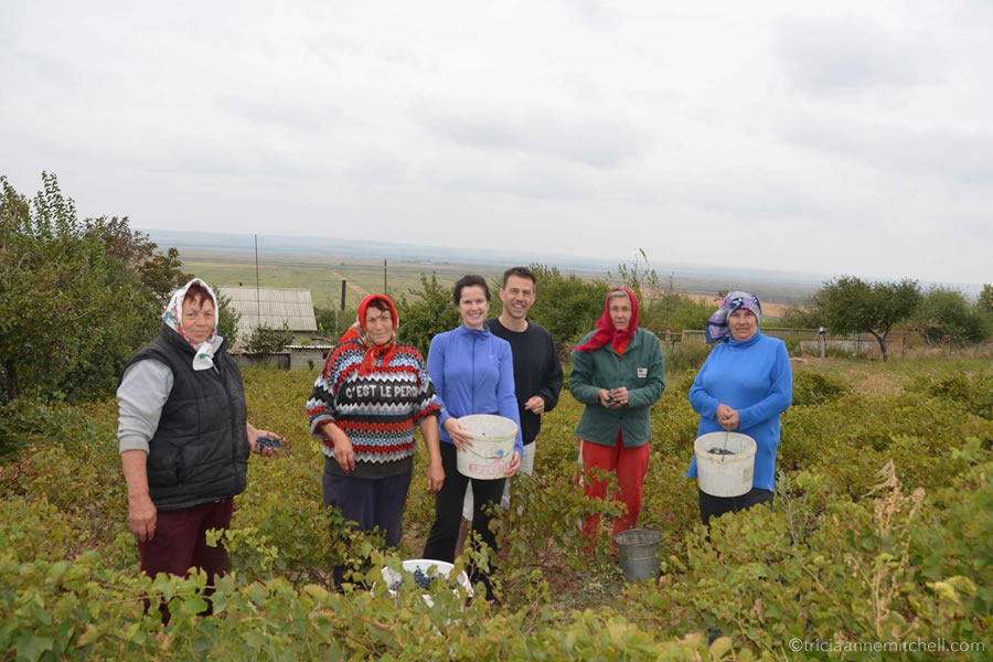 People harvest grapes, using plastic buckets, in a vineyard in Moldova.