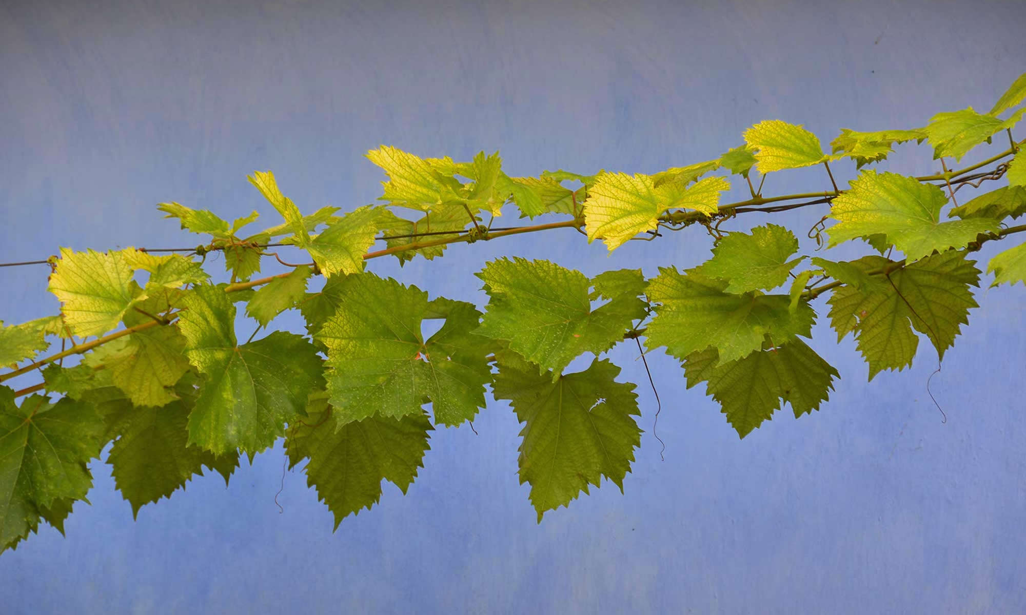 moldova-village-grapes