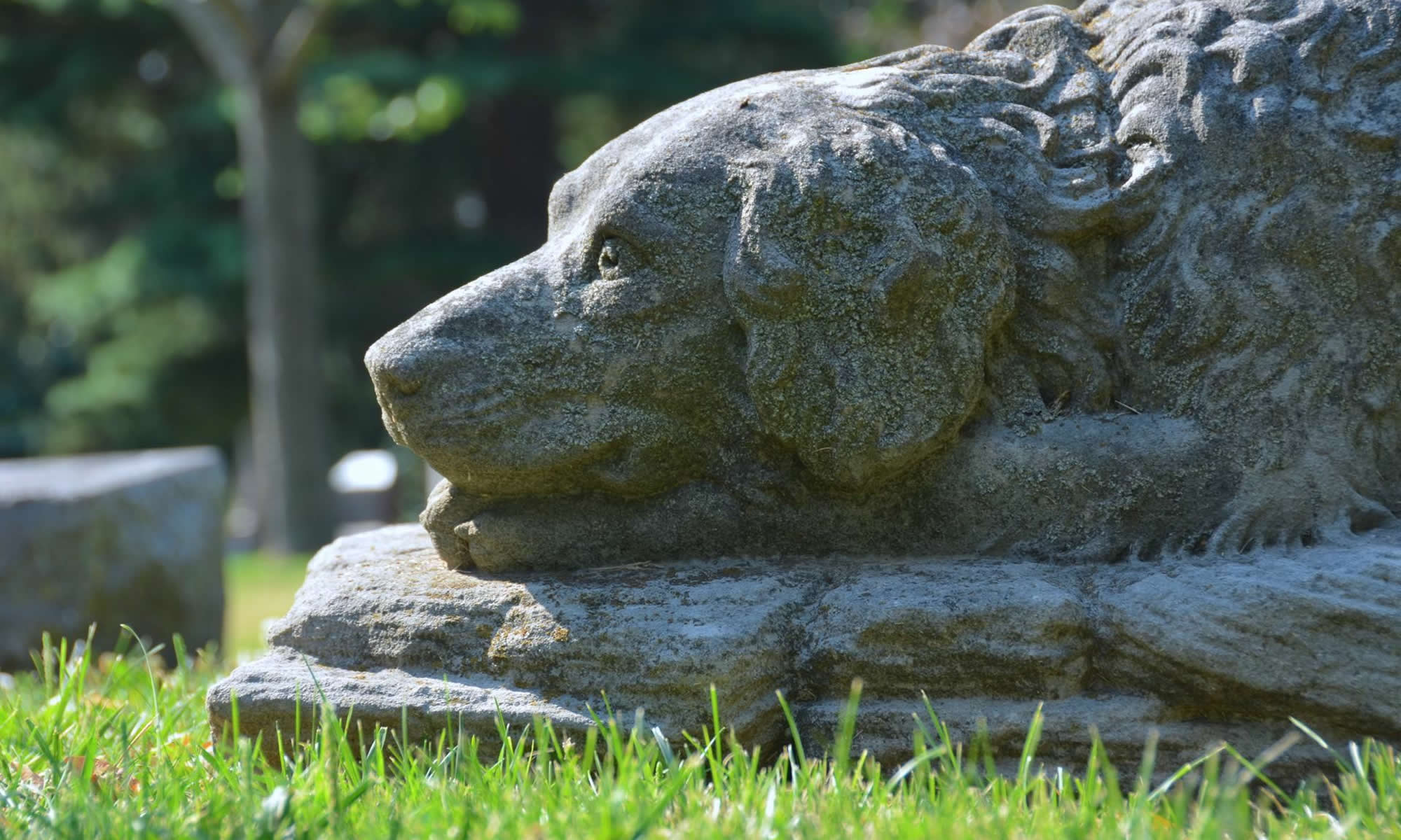 Gentle Giant: The Touching Tale of a Dog's Eternal Devotion