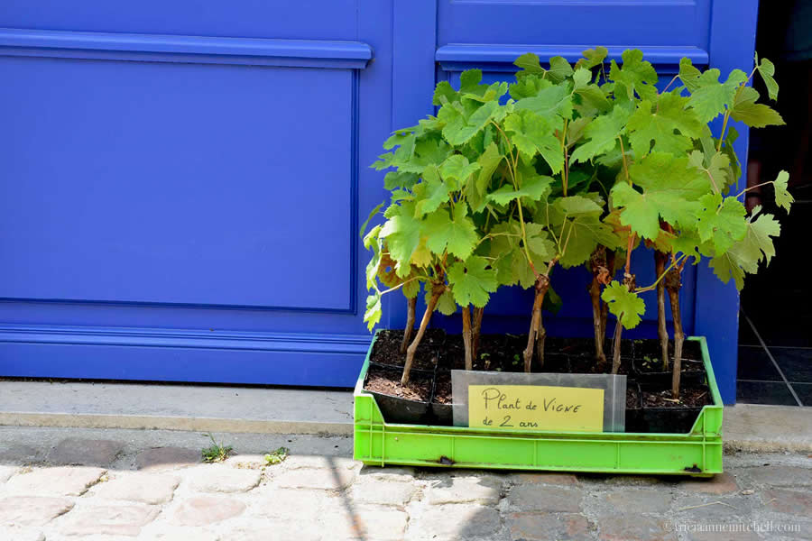 Grapevine plants for sale Bordeaux