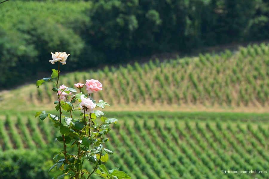 Rose Vineyards Saint Emilion Bordeaux France