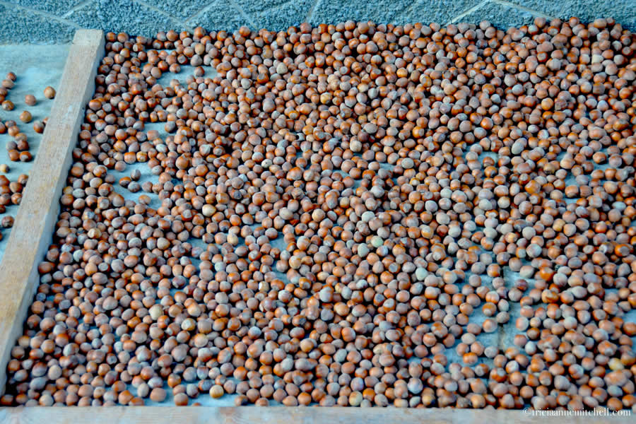 Hazelnut Harvest Piemonte Italy