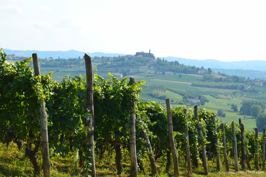 Monferrato Piemonte Wine Vineyards