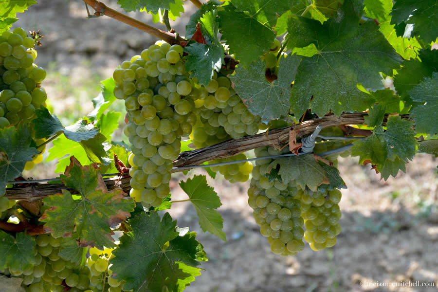 Piemonte Grapes before harvest