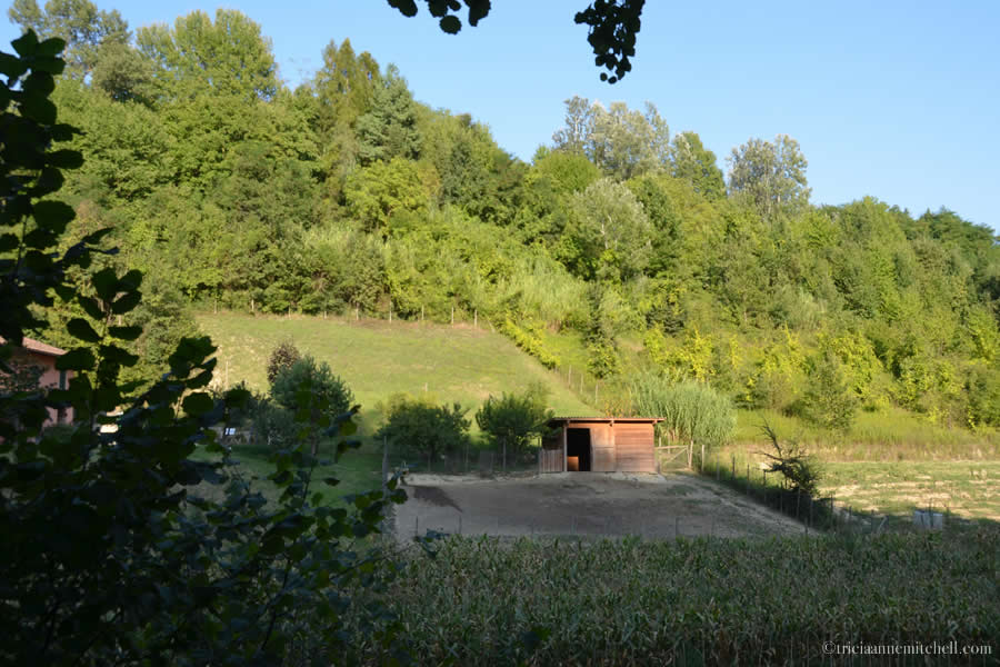Truffle Hunting Grounds Piedmont Italy