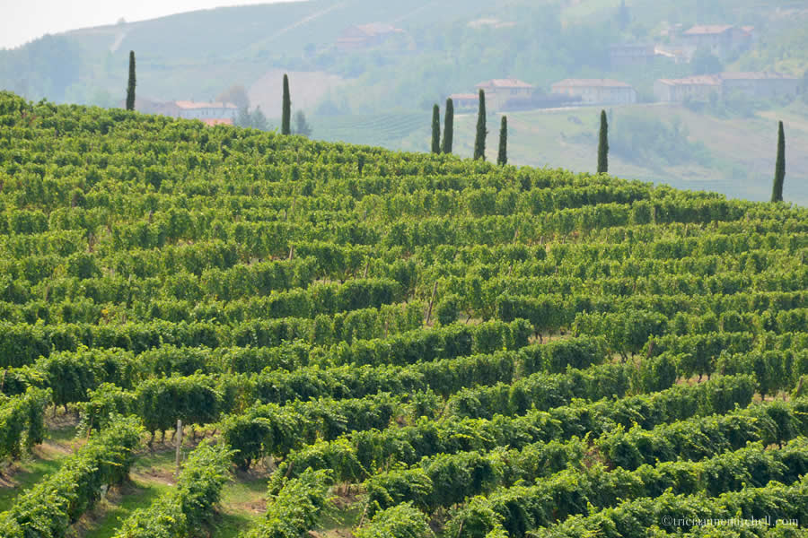 Barolo Vineyards Italy