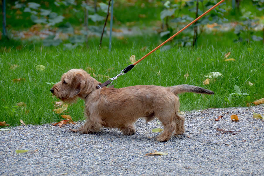Casa degli Atellani Milan Dog