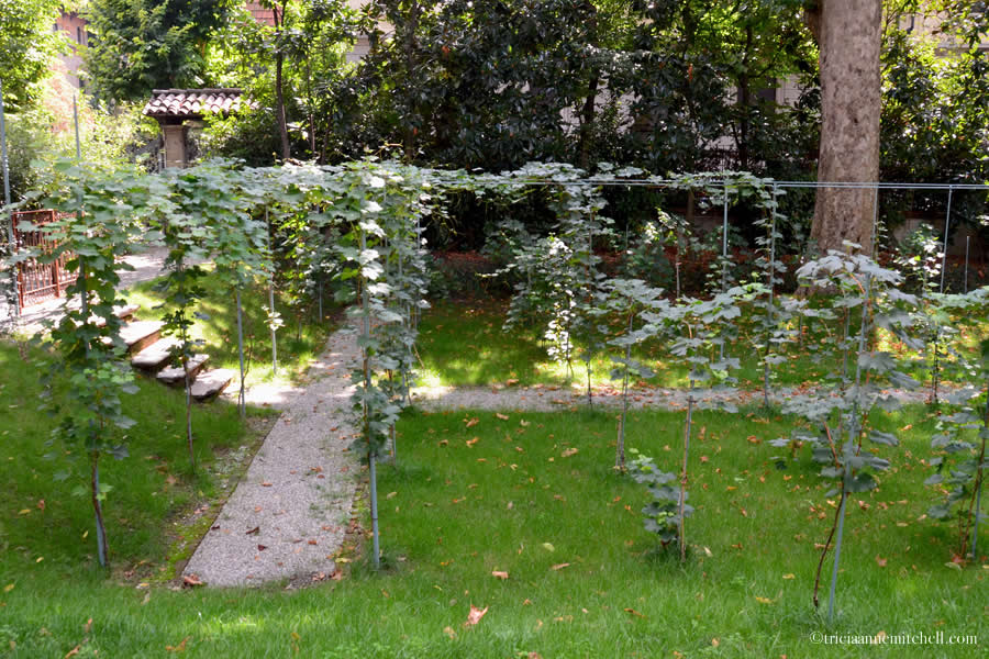 Leonardo da Vinci grapevines Milan