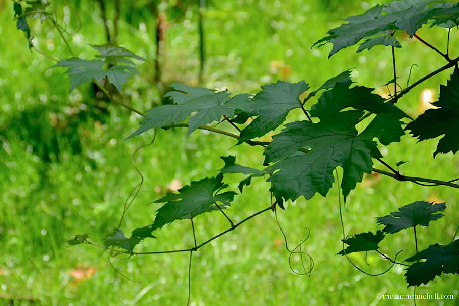 Leonardo da Vinci vineyard Milan