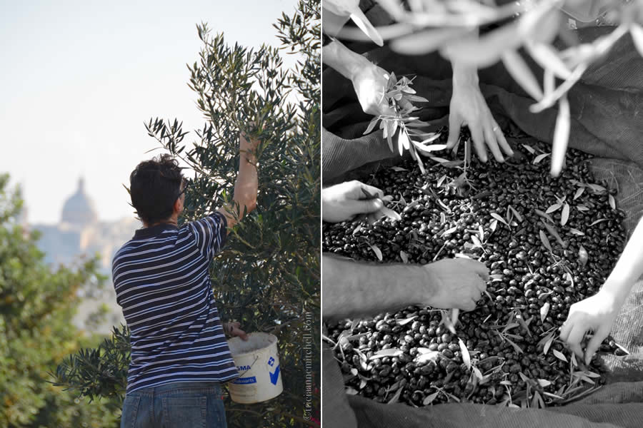 Harvesting Olives Valletta Malta