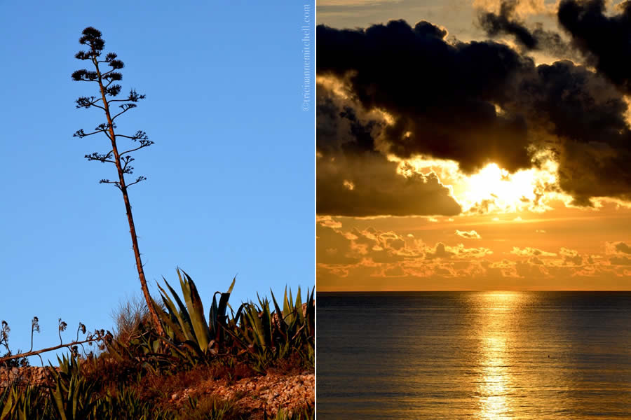 Agave bloom Golden Bay sunset Malta