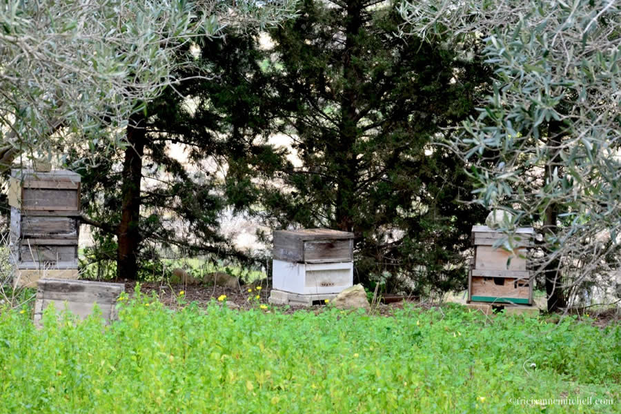 Beehive boxes