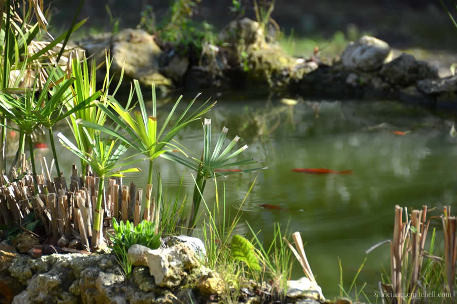 Fishpond Maltese Countryside